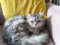 Sahiplendirilecek 3 yaşında kedimiz