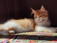 Geleceğin Şampiyon Adayı Safkan Şecereli Maine Coon