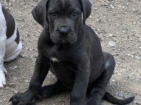 Dişi Blue Cane Corso