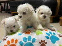 BABYFACE KÜT BURUN ERKEK VE DİŞİ KÖPEĞİMİZ