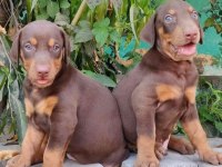 2 Aylık Siyah ve Kızılı Çivi Doberman Yavrularım