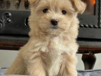 Zeki ve Tüy Dökmeyen Maltipoo Yavrularımız