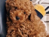 Toy Poodle Köpekleri
