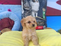 Maltipoo bebeklerimiz