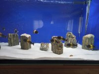 BLACK KRİZA DAMIZLIK TROPHEUS KOLONİ 8D + 2E