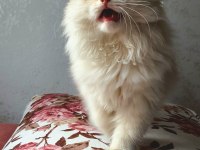 Minnoş Scottish Fold Longhair Golden Safkan Yavru