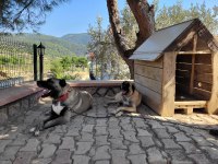 ÜST DÜZEY VASIFLI KANGAL YAVRULARI İZMİR