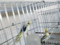 Sultan papağanı el beslemesi yavrular mevcuttur