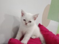 British shorthair blue point kedimize yeni yuva arıyoruz