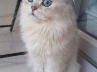 Ev kedisi british longhair erkek okyanus göz