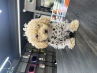 Harika teacup maltipoo yavrularım