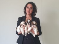 Irk ve sağlık garantili shih tzu yavrularımız