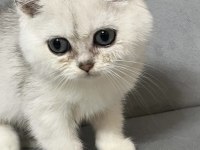 Silver ns11 erkek british shorthair