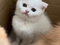 Scottish Fold 2 Aylık Yavru Kedimiz