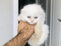 Golden Point British Longhair Bebiş