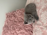 British shorthair 40 günlük dişi kedimiz