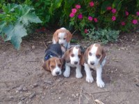 Türkiye Geneli Gönderimli Beagle Yavruları