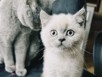 BLUE POİNT BRİTİSH SHORTHAİR GÖZ BEBEĞİMİZ