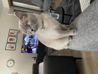 British shorthair 2 yaşında kedimiz