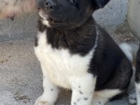Akita yavru köpeğimiz