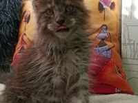 Maine coon full şecereli yavrular