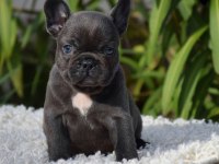 FRENCH BULLDOG YAVRULARIMIZ
