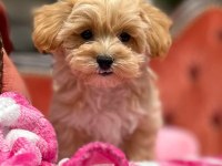 Maltipoo  Yavrularımız 