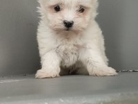 Harika maltese bebekler