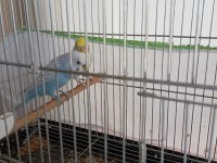 1 çift muhabbet kuşu