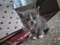 Minik Yavru Kedimiz