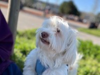 Sevimli maltese dostumuza yuva arıyoruz