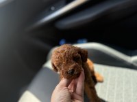 KORE KAN RED TOY POODLE YAVRULARIM 