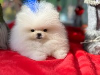 BEBEK YÜZLÜ KORE POODLE YAVRUMUZ
