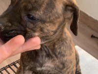 PRESA CANARİO A KALİTE KÖPEKLER