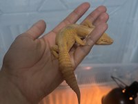 DIŞI LEOPARD GECKO MANDARİNE TANGERİNE MORPHU
