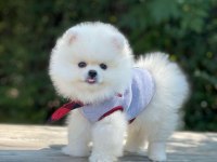 Sevimli Pomeranian Boo Yavrularımız