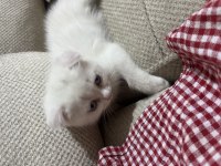 4 aylık dişi scottish fold