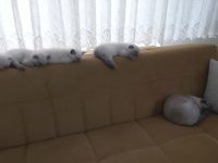 MAVİŞ SCOTTİSH YAVRULARIMIZA GÜVENİLİR YUVA ARIYORUZ