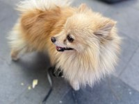 3 yaşında erkek spitz