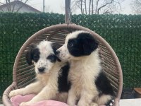 Zeka küpü border collie