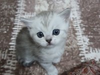 Yavru kedi