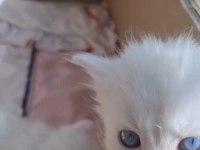 Irk ve sağlık garantili british longhair bebekler