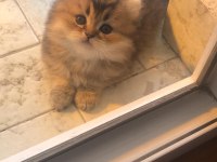 British Golden Longhair