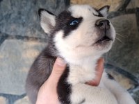 2 AYLIK HUSKY YAVRULARI