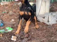 4 aylık saf kan doberman
