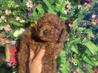 Safkan efsane poodle yavrularımız yeni yuvalarını bekliyor