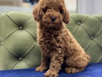 RED ERKEK AŞILI TOY POODLE YAVRUMUZ