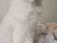 Show Kalite Longhair Silver Point British