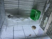 Damızlık erkek albino