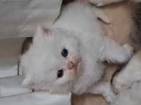 Pofuduk Tomyy ballı lokma tatlısı kedimiz